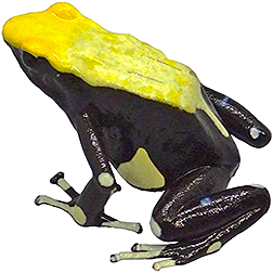 Yellowback Dart Frog